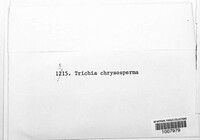 Trichia chrysosperma image